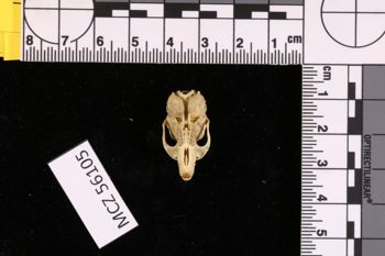 Media type: image;   Mammalogy 56105 Description: Image of skeleton specimen - ventral skull view. Detailed image of the skull of the skeleton specimen.;